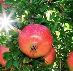 Саджанець Agro-Market Гранат садовий 2-х річний "Ак-Дона Кримська" (висота саджанця 40-60 см) (72036) 1 шт. в упаковці