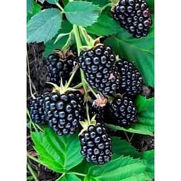 Саженец Agro-Market Ежевика Оркан (Orcan) (ранний срок созревания) 1 шт. в упаковке (46144)