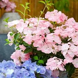 Саджанець Agro-Market Гортензія ампельна French Bolero (180916)