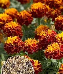 Насіння Весна Чорнобривці Вишневий браслет, на вагу, ціна за 2 г (22414)