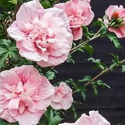 Саджанець Agro-Market Гібіскус сирійський Pink Chiffon С2, висота 20-40 см (62134)