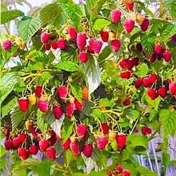 Саджанець Agro-Market Малинове дерево Королівська влада (преміальний сорт) 1 шт. в пакуванні (44444)