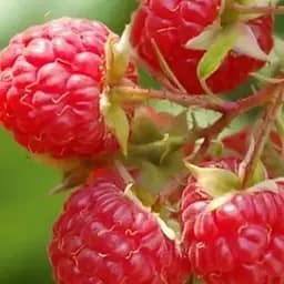 Малина Agro-Market "Glen Moy" (ранний срок созревания) 1-летний саженец (189466) 1 шт в упаковке