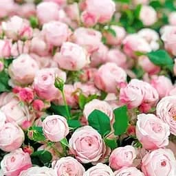 Троянда кущова Agro-Market Менсфілд парк Mansfield Park саджанець класу АА+ вищий сорт 1 шт. в упаковці (179285)