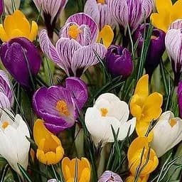 Крокус "Mix" (62159) 5 шт