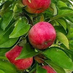 Саджанець Agro-Market Яблуня колоновидна Скорпіон (осінній сорт) (15791) 1 шт. в упаковці