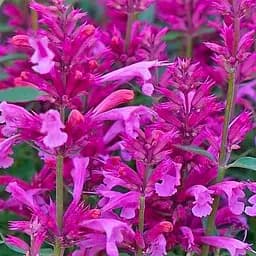 Агастахис "Rosie Posie" (лофант многолетний, цветет до заморозков) (188535) 1 саженец в упаковке