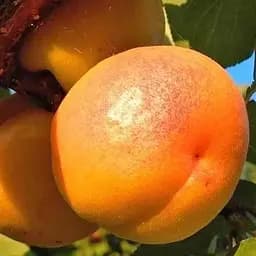 Саженец Agro-Market Абрикос Петропавловский (летний сорт, поздний срок созревания) (39867) 1 шт. в упаковке