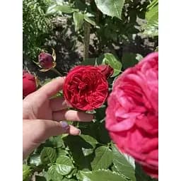 Троянда англійська Agro-Market Red Piano саджанець класу АА+ вищий сорт 1 шт. в упаковці (52261) - мініатюра 3