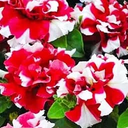 Петуния "Дуо Красно-белая" (контейнер №10 высота 10-15см) (48337) 1 саженец