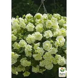 Саджанець Agro-Market Петунія напівампельна Tumbelina Susanna (контейнер № 10 висота 10-15 см) (85385) 1 шт. в упаковці - мініатюра 2
