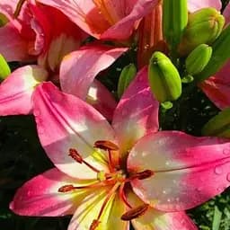 Лилия "Lollypop" 1 шт (17624) 1 шт