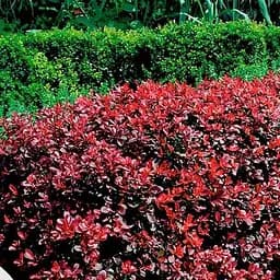 Саджанець Agro-Market Барбарис Тунберга 3-х річний Atropurpurea Nana С3, висота саджанця від 25см (175131)