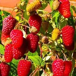 Саджанець Agro-Market Малина Брянське диво (ремонтантний сорт) 2 шт. в пакуванні (17665)