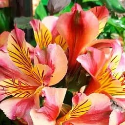 Саженец Agro-Market Альстромерия inticancha Patio Bryce (выращено in-vitro) С1,5 (153173)