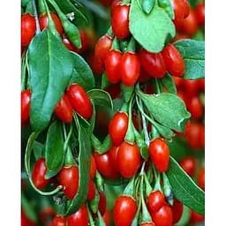 Саженец Agro-Market Годжи ярко-красные Целебный (Healing) (премиальный болезнестойкий сорт, неприхотливый в уходе) 1 саженец (48161)