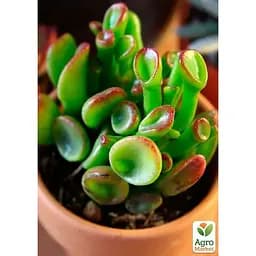 LMTD Красула Agro-Market Hobbit 10-15 см (182839) 1 саженец в упаковке комнатный