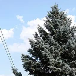 Саджанець Agro-Market Ялина колюча Apache С10, висота 70-90 см (176730)