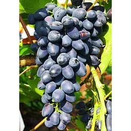 Саджанець Agro-Market Виноград Руслан (дуже ранній термін дозрівання, кисть формується без горошенія) 1 шт. в упаковці (35274)