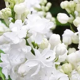 Саджанець Agro-Market Бузок білий махровий Міс Елен Вілмонт (153969)