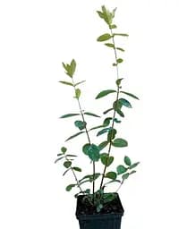 Саджанець Agro-Market Жимолість Морена (ранній термін дозрівання, ягоди з куща не обсипаються) 1 саджанець (43974) - мініатюра 3