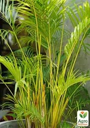 Саджанець Agro-Market Пальма Дипсис Dypsis lutescens 30-40 см 1 шт. в упаковці (182876) - мініатюра 2