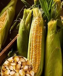 Кукурудза Весна "Бондюель" на вагу, ціна за 40 г (35714)