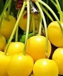 Саджанець Agro-Market Вишня жовта (узкопірамідальна) 1 шт. в упаковці (48858)