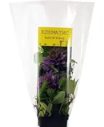 Клематис Agro-Market Belle of Working 1 саджанець в упаковці (38435) - мініатюра 2