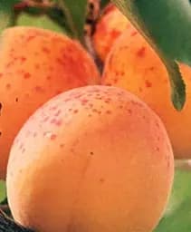 Саженец Agro-Market Абрикос Июнь ранний (летний сорт, ранний срок созревания) 1 шт. в упаковке (15752)