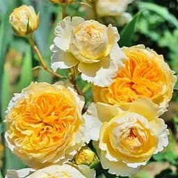 Роза пионообразная Agro-Market Беатрис саженец класса АА+ высший сорт 1 шт. в упаковке (178135)