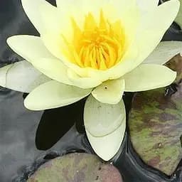 Нимфея Марлиака Хромателла Корневище 1 саженец (40247)