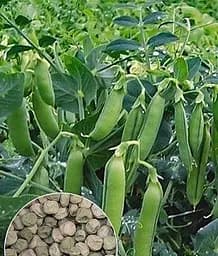 Горох Сахарный Весна, на вес, цена за 50 г (22346)