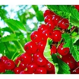 Саджанець Agro-Market Смородина червона Львів'янка укорінена у контейнері (ранній термін дозрівання) 1 саджанець (154026)