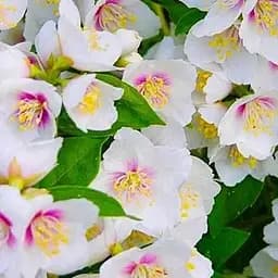 Жасмин гібридний садовий (чубушник) "Belle Etoile" С2 (120990) 1 саженец