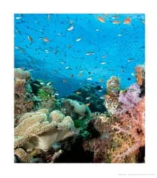 Fifty Places to Dive Before You Die. Diving Experts Share the World's Greatest Destinations - мініатюра 10