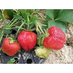Саджанець Agro-Market Полуниця Королева Єлизавета 5шт (ремонтантний сорт, ранній термін дозрівання) (36607) - мініатюра 11