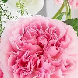 Троянда кущова Agro-Market Міранда саджанець класу АА+ вищий сорт 1 шт. в упаковці (178138)