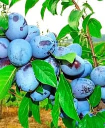 Саджанець Agro-Market Слива Ганіта (літній сорт, середньопізній термін дозрівання) 1 шт. в упаковці (23469)