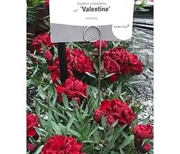 Саджанець Agro-Market Гвоздика Махрова Super Trouper Valentine (контейнер № 10 висота 10 см) (51692) 1 шт. в упаковці