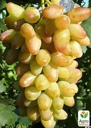 Саджанець Agro-Market Виноград Катруся Каховська (найранніший термін дозрівання, соковита, солодка ягода) 1 шт. в пакуванні (53413) - мініатюра 2