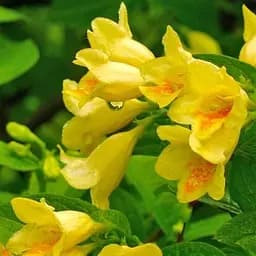 Саджанець Agro-Market Вейгела Міддендорфа (Middendorffiana) (62476)