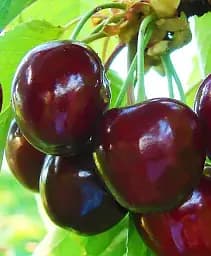 Саджанець Agro-Market Черешня Техлован (пізній термін дозрівання, кінець червня - початок липня) 1 шт. в упаковці (46391)