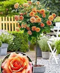 Саджанець Agro-Market Троянда штамбова ніжно-персикова Метелик (Butterfly) (саджанець класу АА +, преміальний красивоцветущий сорт) 1 шт. в упаковці (48220)