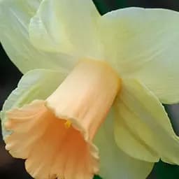 Саженец Agro-Market Нарцисс Sagitta 12/14 большой 2 шт.