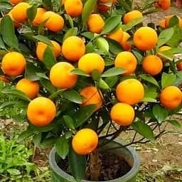 Саджанець Agro-Market Мандарин насичено помаранчевий Миготливі вогні (Flashing Lights) (преміальний сорт, плоди солодкі без кислинки) (48129) 1 шт. в упаковці