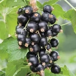 Саджанець Agro-Market Смородина чорна Бен Алдер (Ben Alder) (пізній термін дозрівання, сорт з яскраво вираженою стійкістю до захворювань) 1 шт. в упаковці (23394) - мініатюра 3
