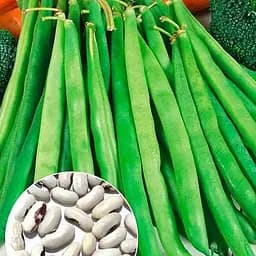 Фасоль "Алекс" ТМ "Весна" 15г (178649)