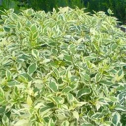 Саджанець Agro-Market Дерен Elegantissima Кизил Татарський (висота саджанця 20-30см) (101907)