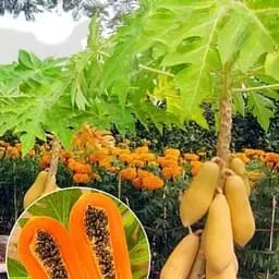 Папайя карликова Agro-Market "Red Lady" (49889) 1 саджанець в упаковці